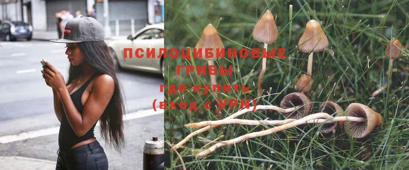 что такое   кракен сайт  Галлюциногенные грибы MAGIC MUSHROOMS  Малая Вишера 